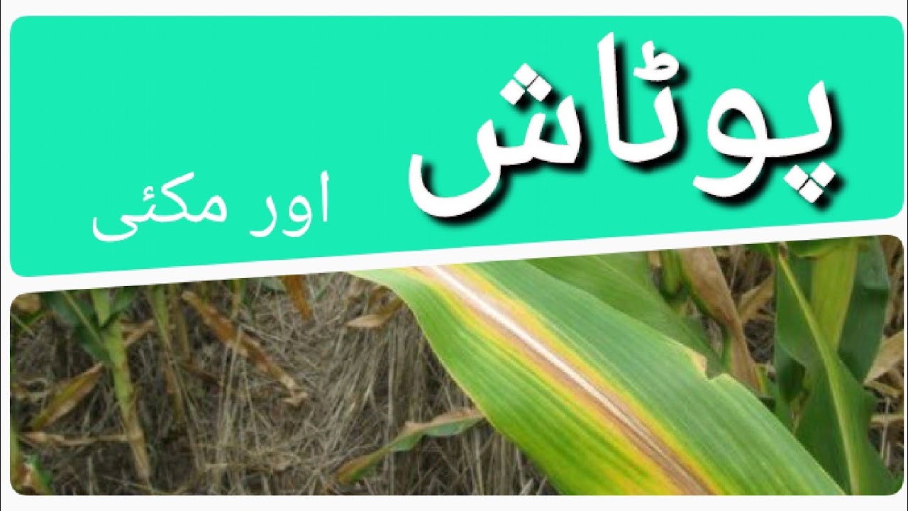 how to manage potashium in corn cropmakai or potash YouTube
