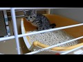 【閲覧注意】生後一ヶ月の子猫のビビ初めてのうんち 猫砂の掻き方が可愛い Kitten makes his first poop