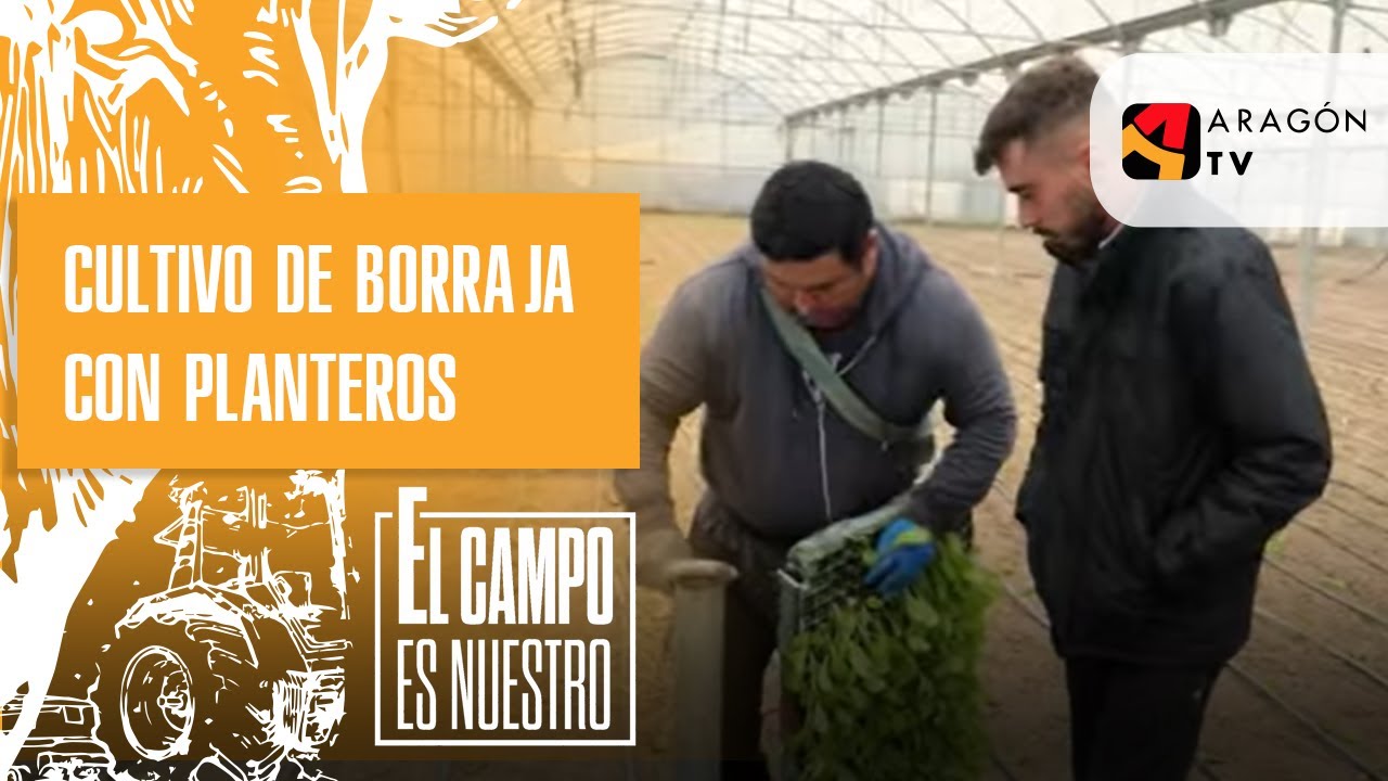 Cultivo de borraja con planteros