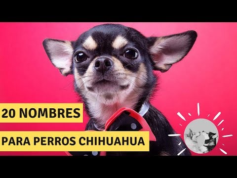 Video: Nombres para chihuahuas