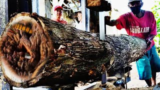 sawing acacia wood for millions
