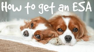 How to register a dog as a service animal