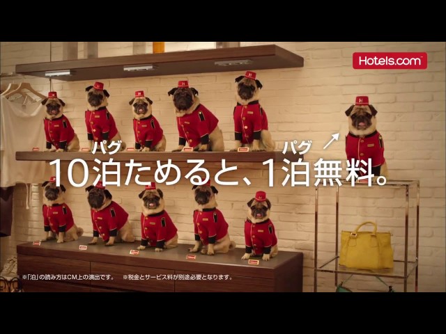 Hotels Com 面白いcm かわいいパグ犬 10パグためると1パグ無料 Youtube Hotels Com 面白いcm かわいいパグ犬 10パグためると1パグ無料 Youtube