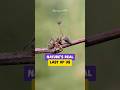 The Real-Life Fungus That Creates ZOMBIE Ants