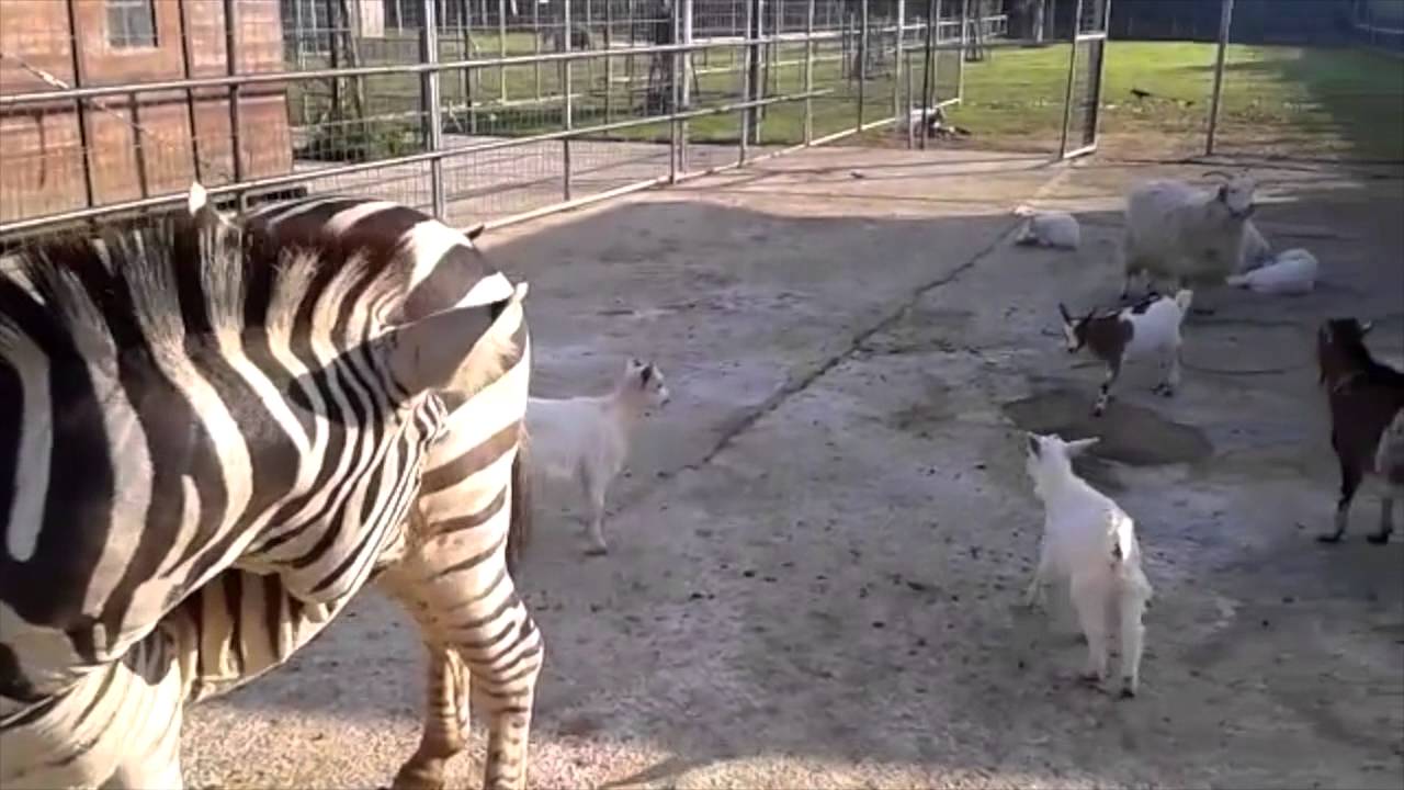 Ippo The Baby Zonkey Youtube