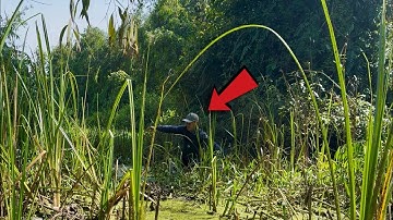 Một Mình Trong Rừng Đầm Lầy Nay Đã Tận Cùng Tuyệt Đối dry swamp forest