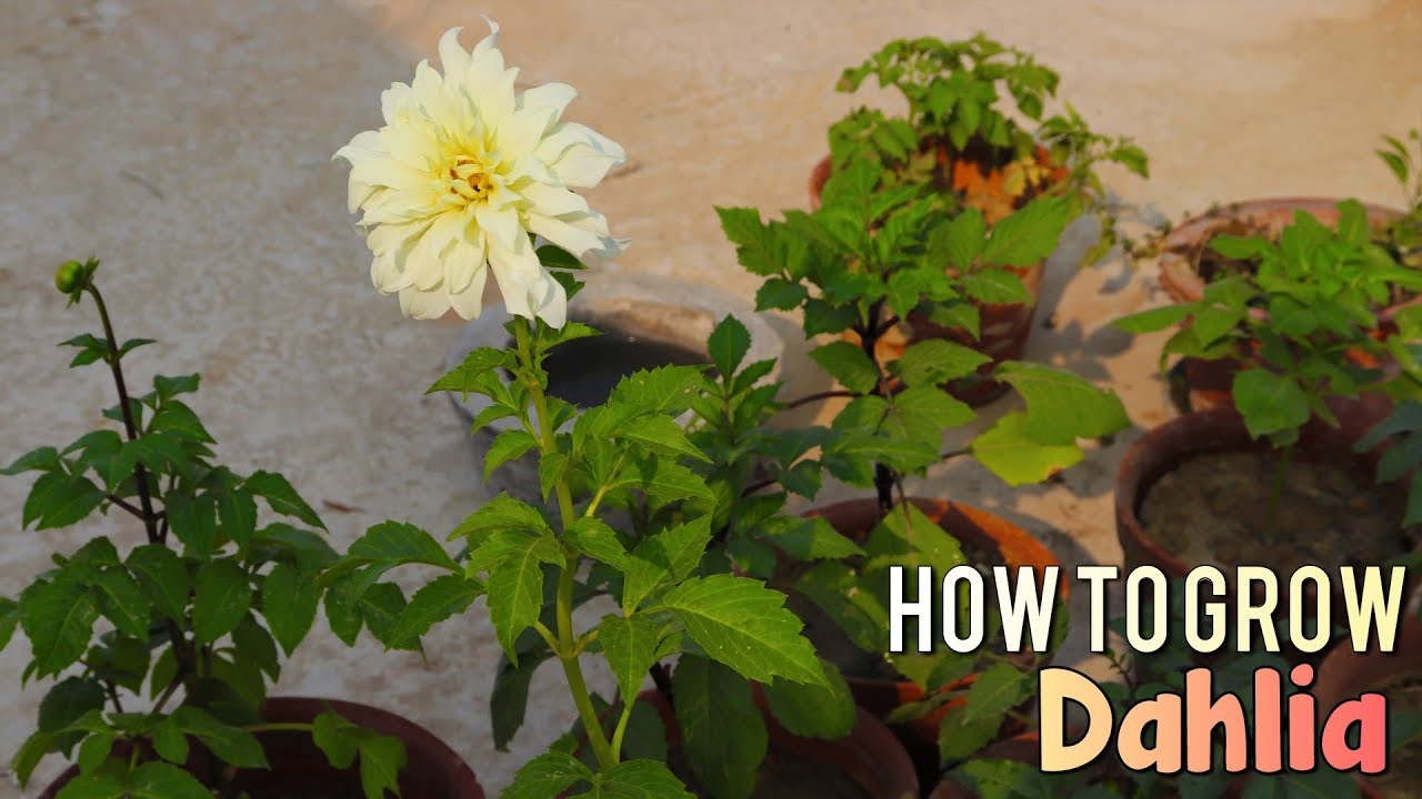 gardening tips for cucumbers ডালিয়া ফুলগাছের সম্পূর্ণ পরিচর্যা ,যত্ন এবং কয়েকটি গুরুত্বপূর্ণ টিপস