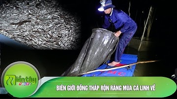 Biên giới Đồng Tháp rộn ràng mùa cá linh về