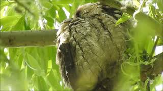 AUTILLO EUROPEO otus scops - eurasian scops owl