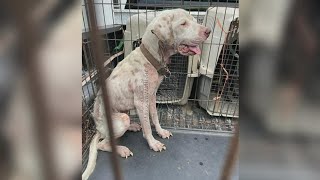 Woman charged after 10 neglected dogs rescued from Newton County home