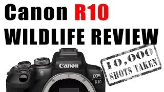 Review of the Canon R10 for Bird and Wildlife Photography