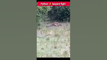 python vs leopard real fight _ snake leopard fight status #animals #snake #leopard #wildanimals