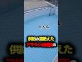 アザラシ幼稚園の新たなアイドルが衝撃すぎた #アザラシ幼稚園 #雑学 #ゆっくり解説