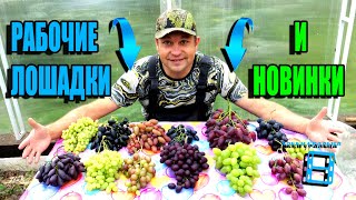 Обзор Лучших Сортов Винограда (Классика И Новинки) Все + И -, Как Есть. Северный Виноградник 22-46