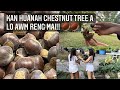 🌰🌰THINGSEMIM LIAN CHI (CHESTNUT)KAN HUANAH A LO AWM RENG MAI!| PICKING CHESTNUTS FROM MY BACKYARD!