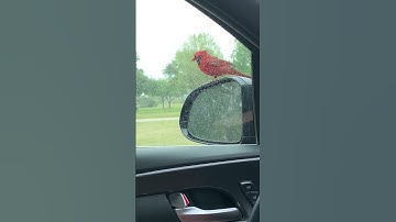 HILARIOUS CARDINAL ATTACKS ITS REFLECTION! #birdphotography #birdwatching #bird #funnyvideos #attack