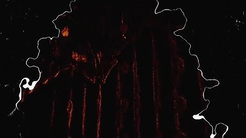 Digital Pinhole Loop - Dir. Tteo Zavaglia