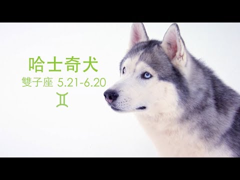 《狗狗12星座》雙子座：哈士奇犬
