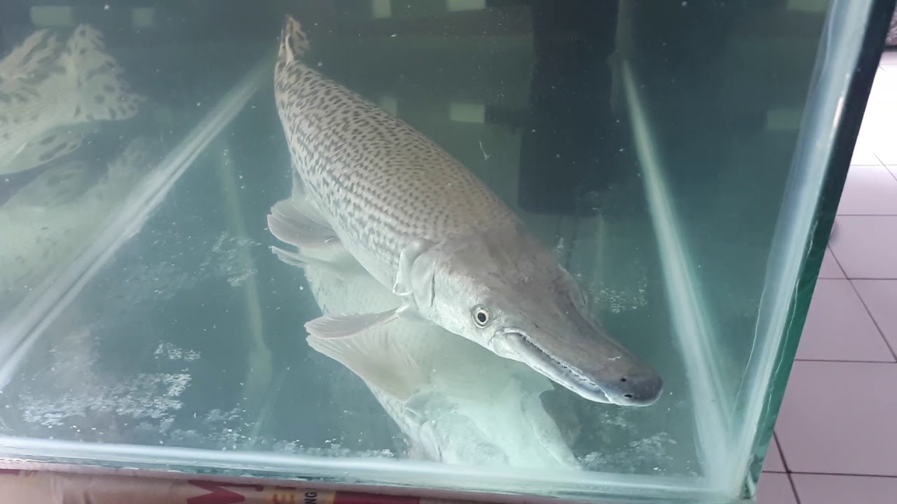 Cara kasih makan ikan aligator