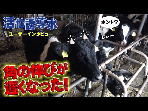 【誘導水＋スコヤカＳ】角の伸びが遅くなった？【DNW276】