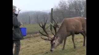 Gerry Cott from A-Z Animals training Stag