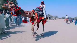 #cameldancing #cameldancing #TharMello        #CamelMello  #camelsofdesert #camelot