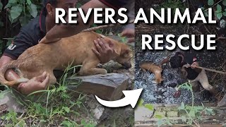 Reverse Animal Rescue Meme Compilation