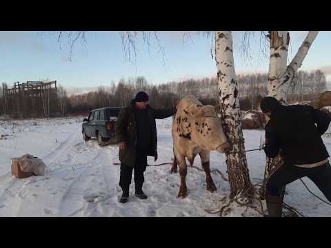 Видео: Как да си направим костюм за бикоборци