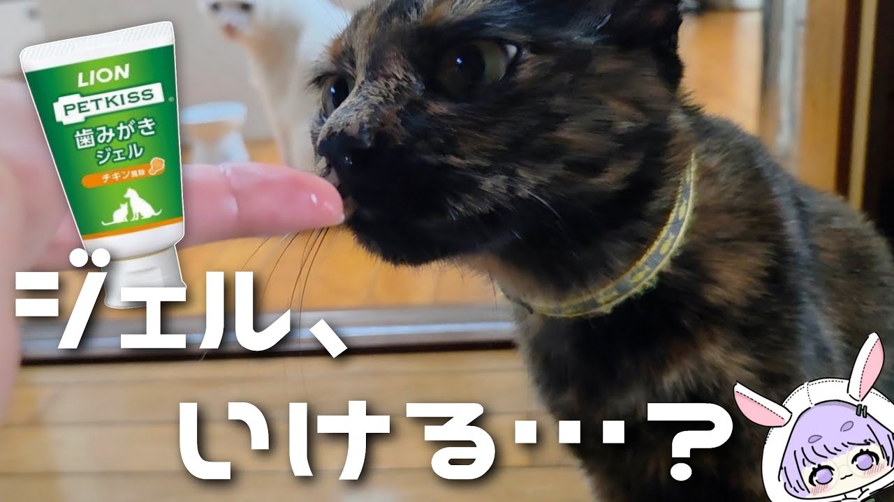 【🦷🪥】11歳と2歳の猫たち、歯磨きジェルを使ってみたら…?【つぶねこ】