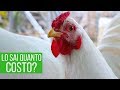 Quanto costa una gallina? Guida completa per iniziare