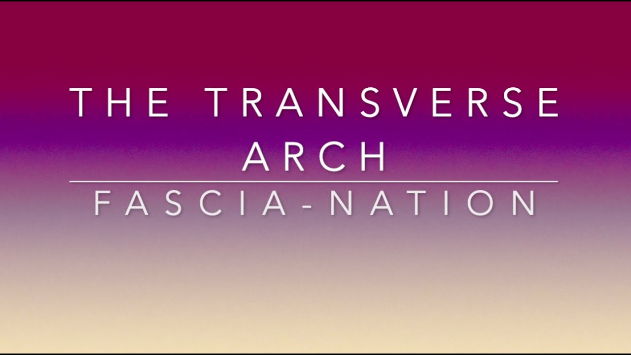 Transverse Arch