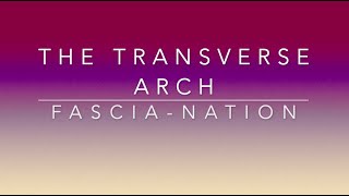 Transverse Arch