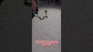 Indian spectacle cobra rescue Vijay snake catcher Nizamabad Jilla cell 8639457684