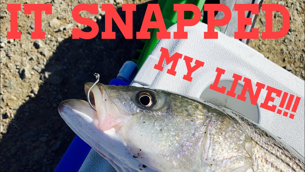 Suisun, California Striper Fishing With Live Bait The Striper Show