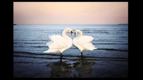 potensia method promovid 1