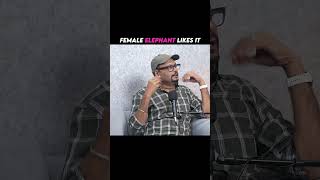 What Does a Female Elephant Like? 🐘❤️ | Amazing Elephant Facts