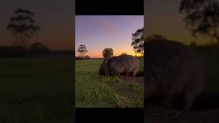 Wombat are smart
