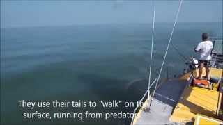 gulf crossing -  Splendid Isolation sailing The Big Bend - Gulf of Mexico