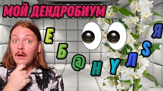 картинка: Орхидея Дендробиум сошла с ума.