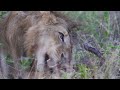 VIRTUAL SAFARI - LION VS HYENAS