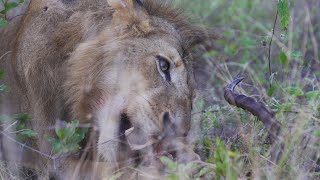 VIRTUAL SAFARI - LION VS HYENAS