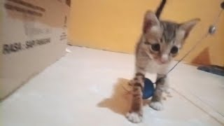 Rescue kitten | Adorable and cute kitten playing happily