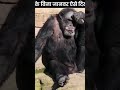 Animals weird without hairs 🦍
