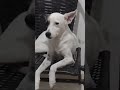 #pets #dog #cachorrosdivertidos #cachorro #cute #bestfeed #amomeucachorro #petlover