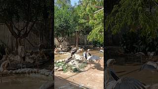 Birds Park In Chatbir Zoo