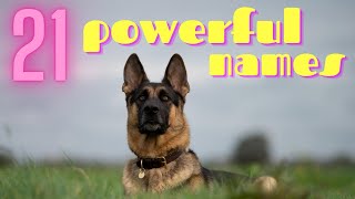 21 Awesome Male German Shepherd Names