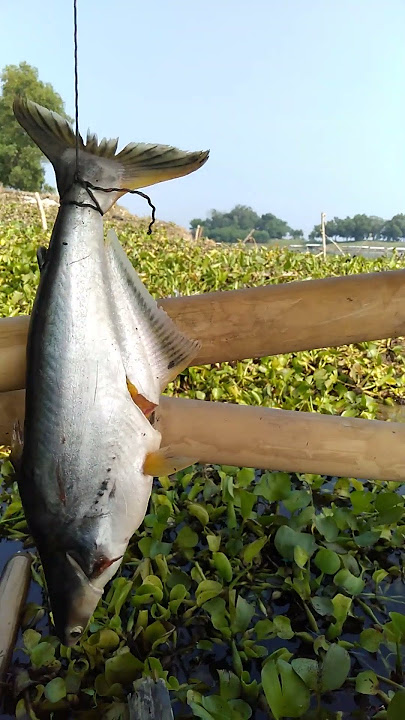 hasil awal mancing jati luhur