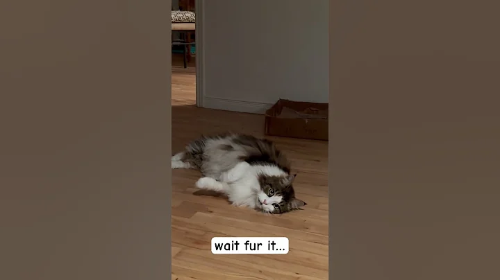 Video 4753821: mainecoon, pets animals catlover, cutest pets