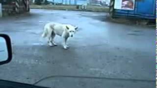 Прикол Смотреть всем Собака жжёт Кошки Коты Дог Дэнс Прикол Смотреть всем Собака жжёт Кошки Коты Дог Дэнс