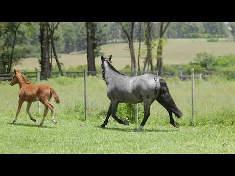 Lote 04   Imbirra Cimarron
